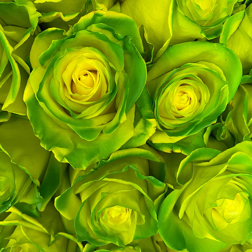 Close-up of Grinch Rose Bouquet