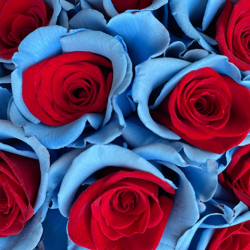Close-up of Blue and Red Roses Bouquet - Multicolored roses