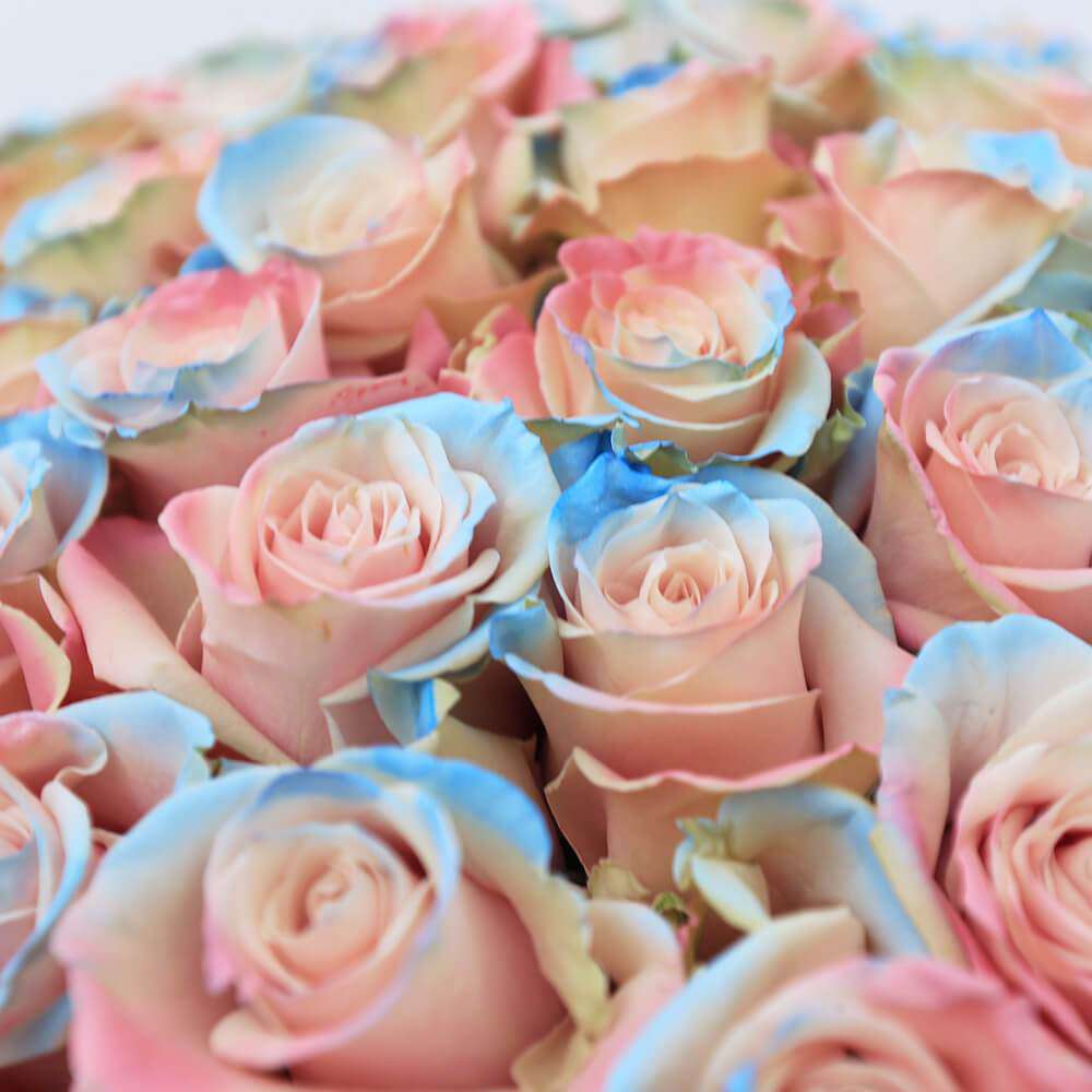 Holi Rose Bouquet Closer - Rosaholics