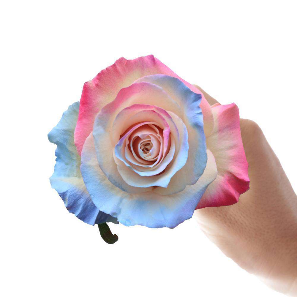 Holi Rose - Rosaholics