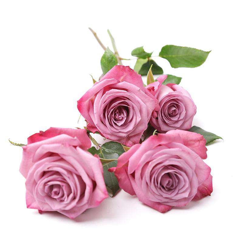 Purple Love Roses - Rosaholics