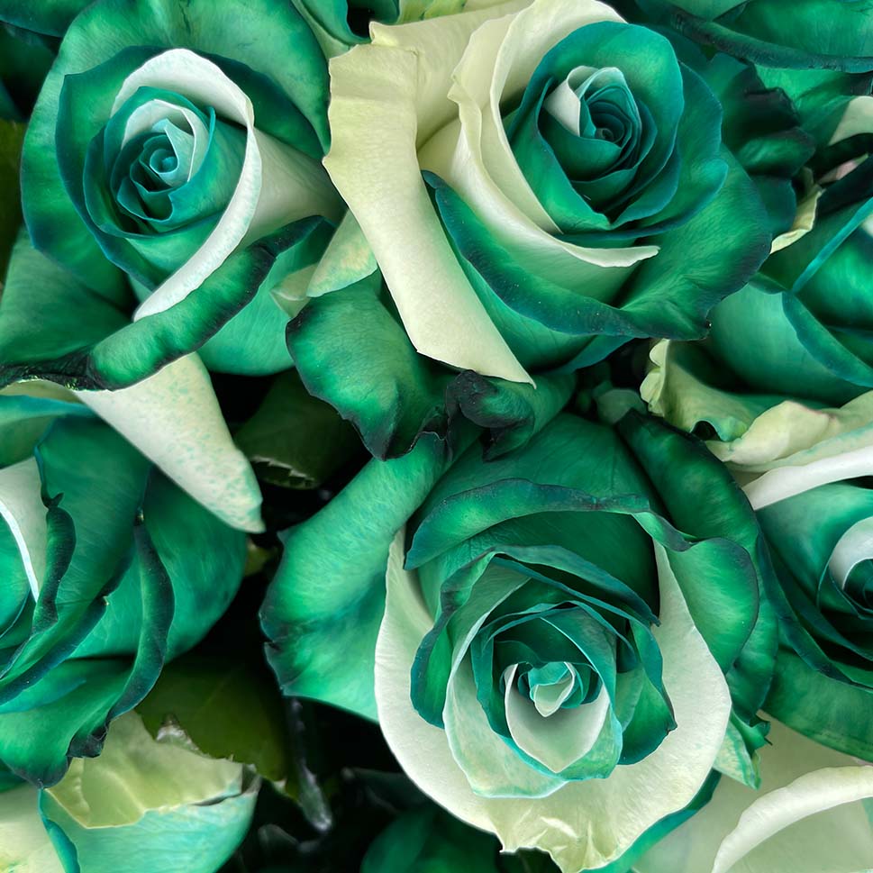 Close-up of the bouquet of green and white roses