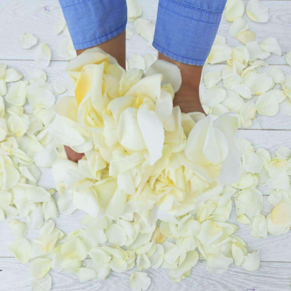 White Rose Petals - Rosaholics