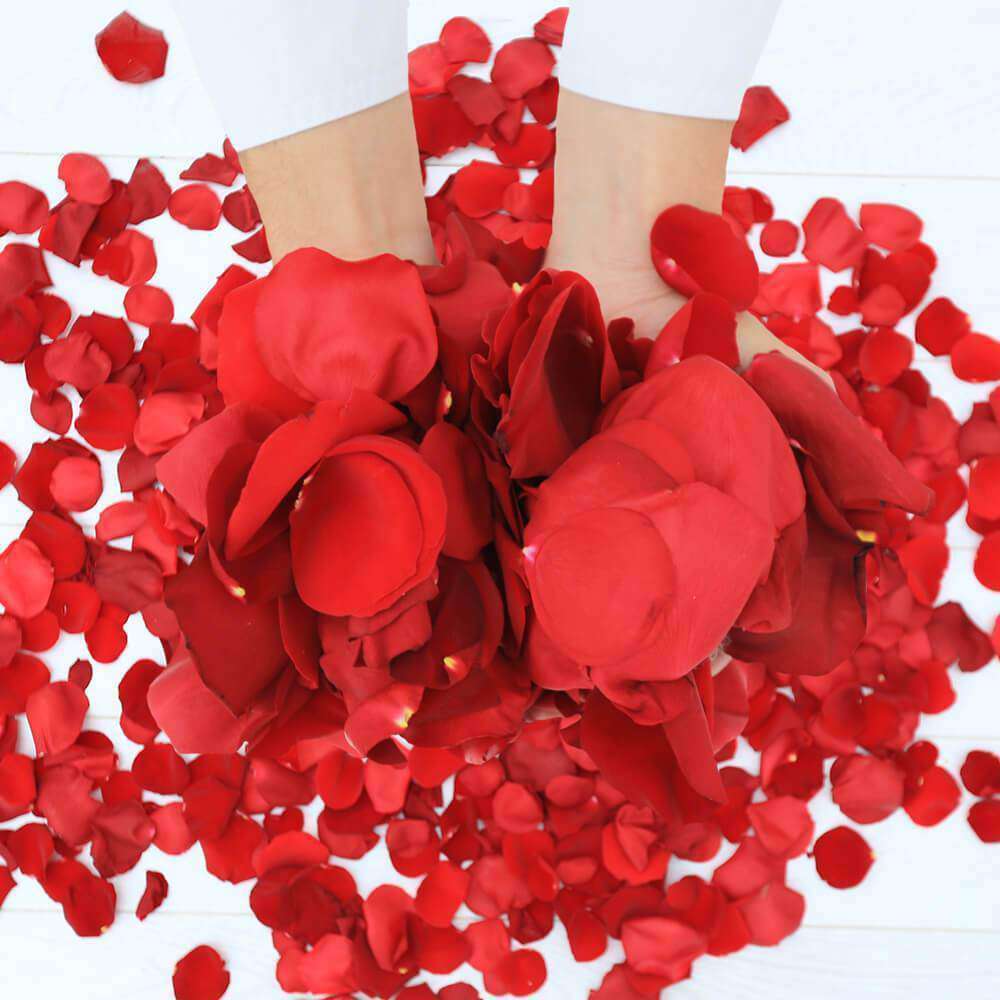 Red Rose Petals - Rosaholics