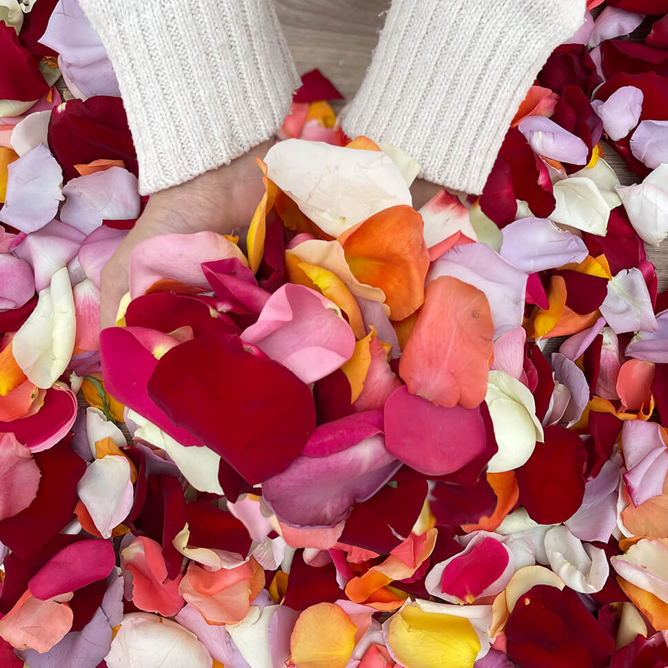 multicolored rose petals