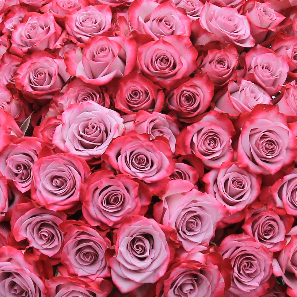 Close-up of Purple Love Rose Bouquet by Rosaholics