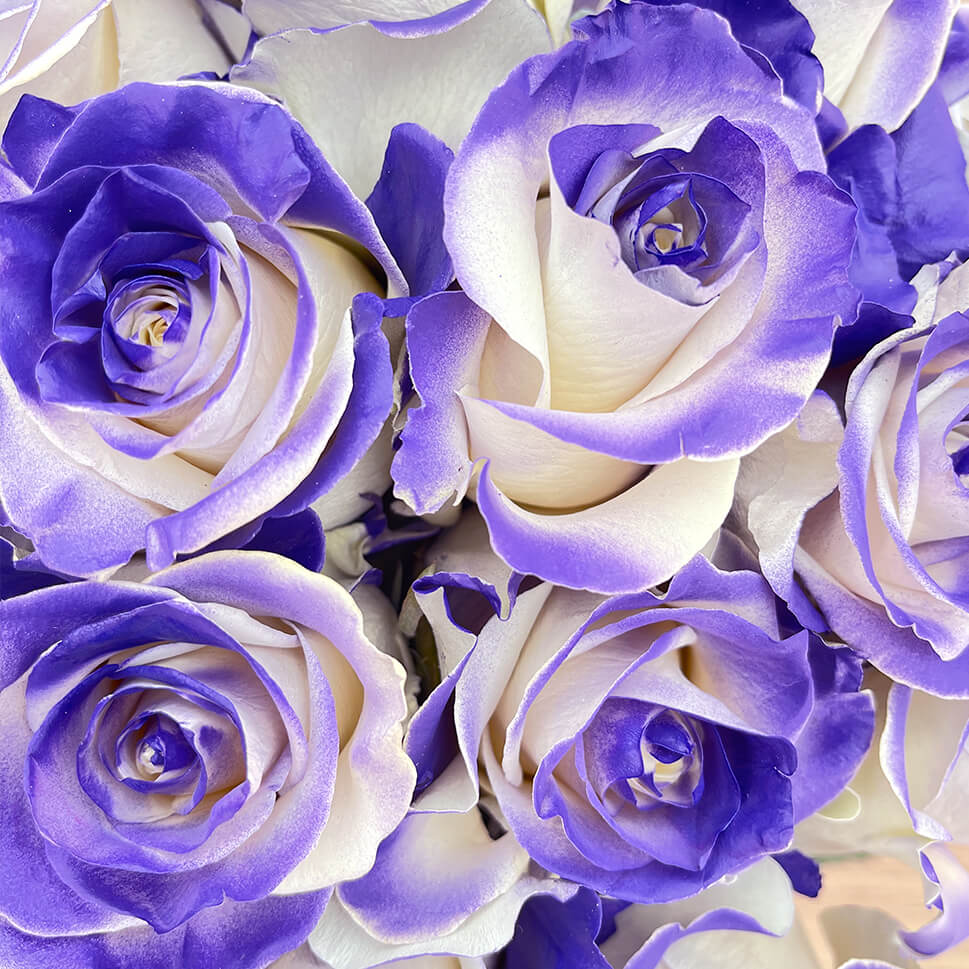 Close-up of Purple Vaughn roses bouquet