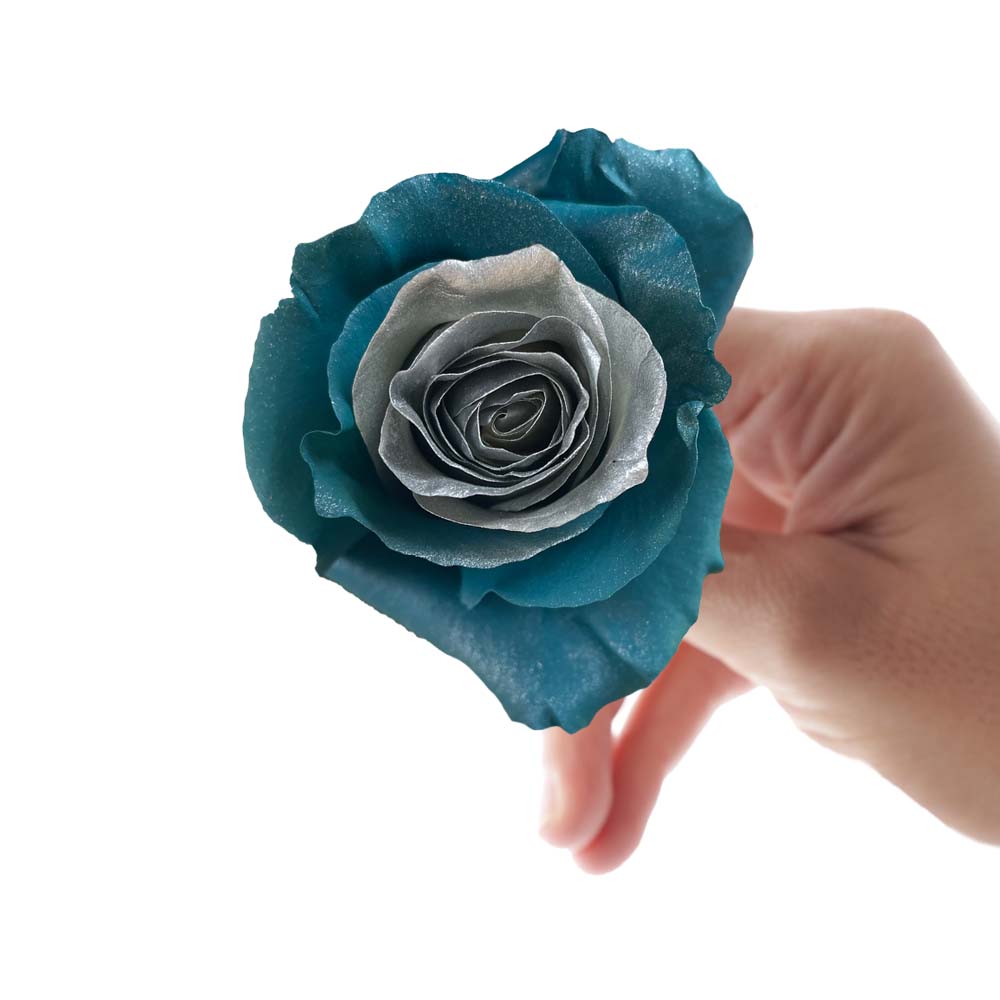 blue and silver-grey rose