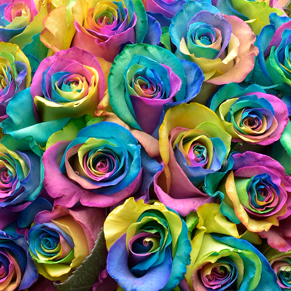 rainbow rare rose card Rainbow Rose Bouquet