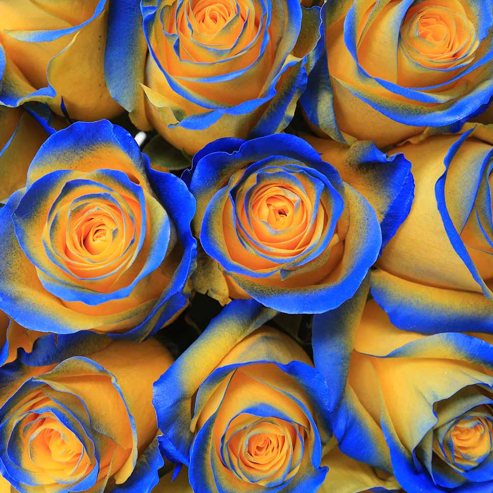 Close-up of rio roses