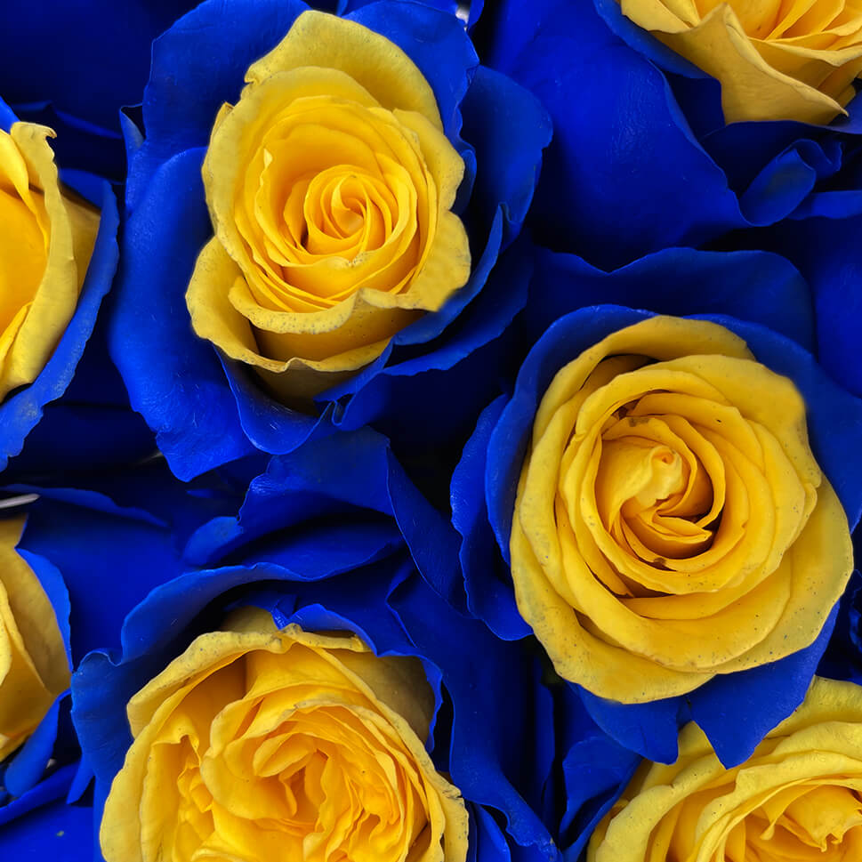 Close-up Blue and Yellow Roses Bouquet