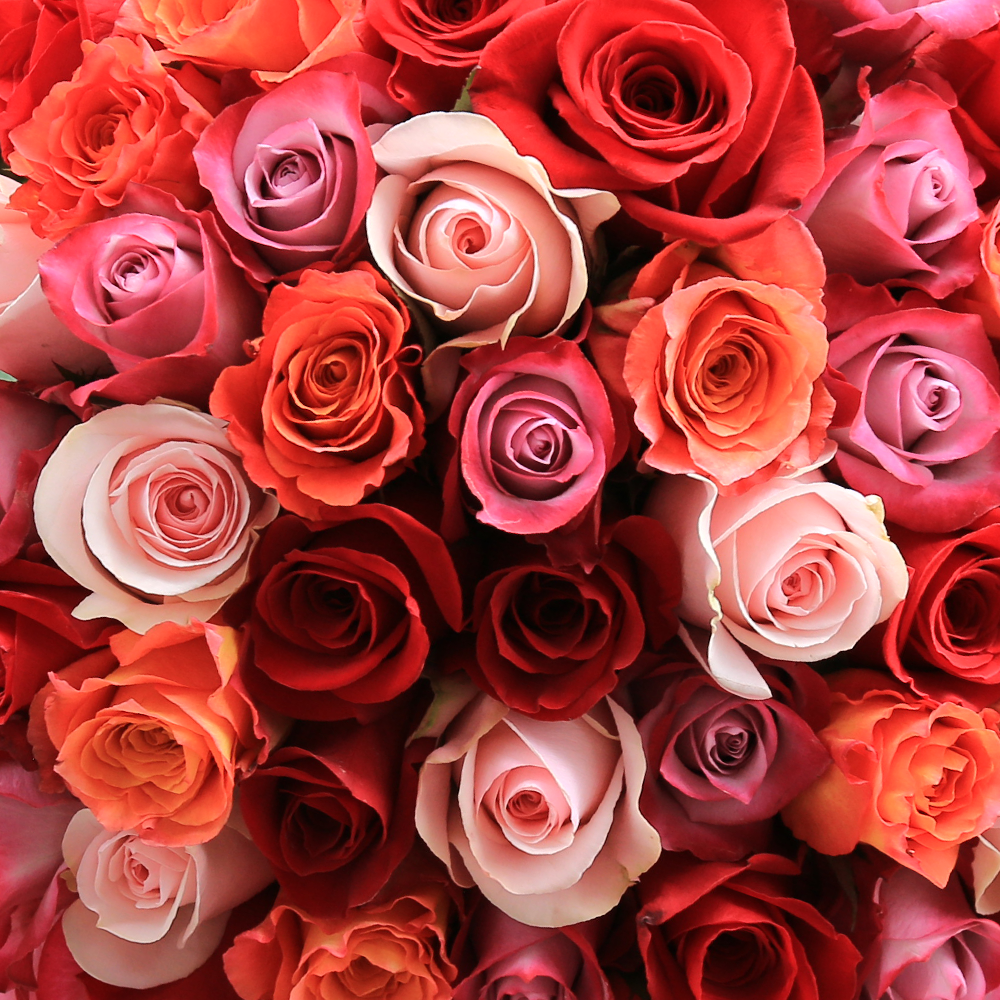 13 Roses Mythological Roses: Symbolism in Ancient Legends – Rosaholics
