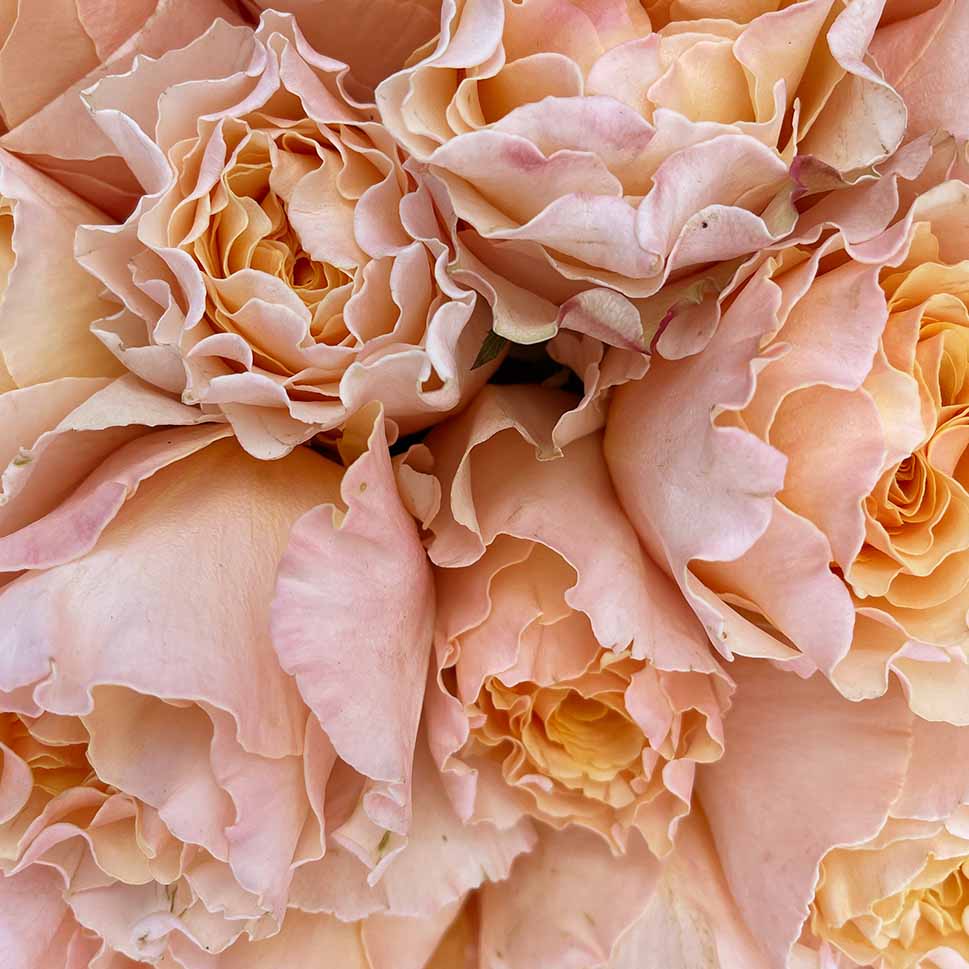 Close-up of SUNSET GARDEN Rose Bouquet by Rosaholics