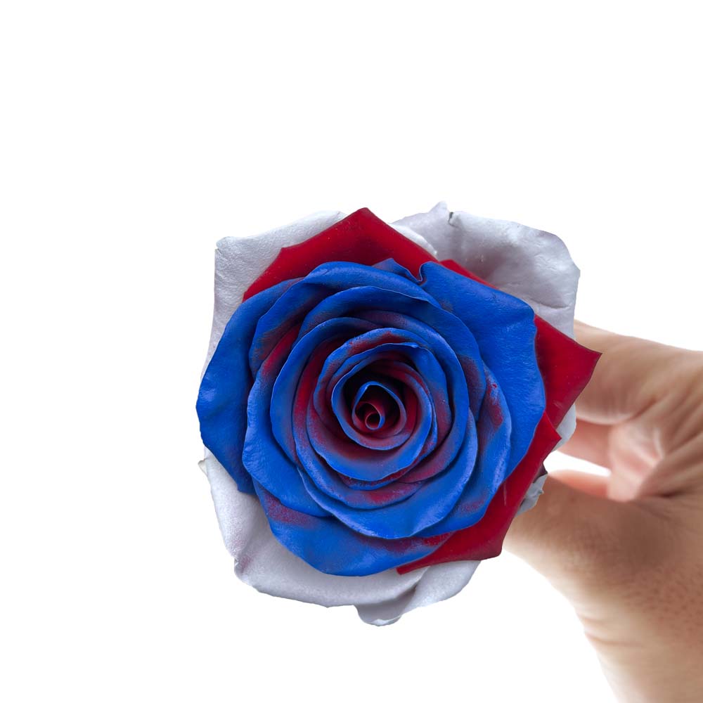 multicolor rose of silver hues with blues and reds petals in the center