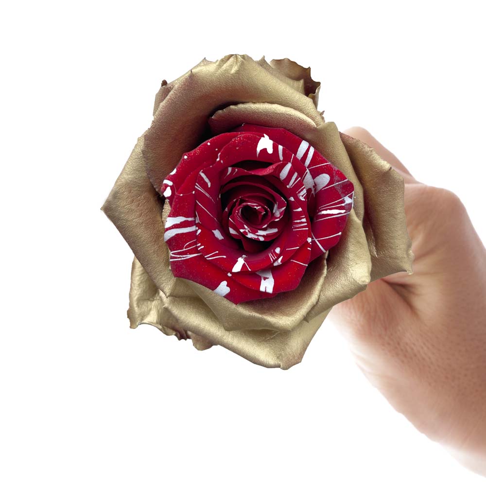 golden rose with red center and white splashes
