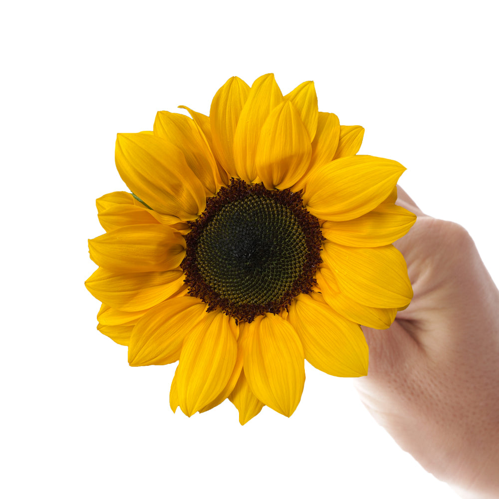 single sunflower