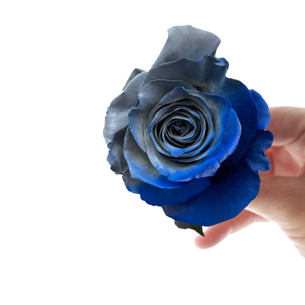 tinted blue and grey rose - Inspired By Dallas