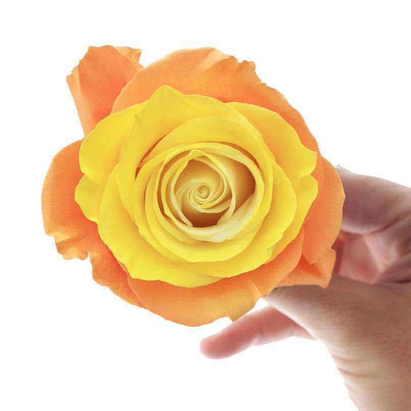 Sweet Melon Rose - Rosaholics