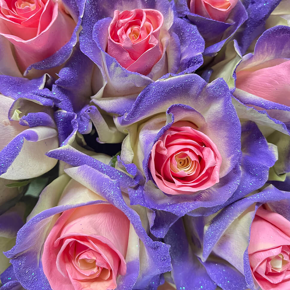 Close-up of Pink and purple rose bouquet