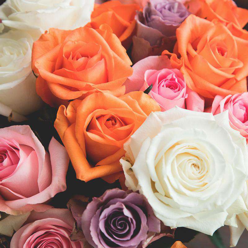 VIva La Vida Rose Bouquet 1 - Rosaholics
