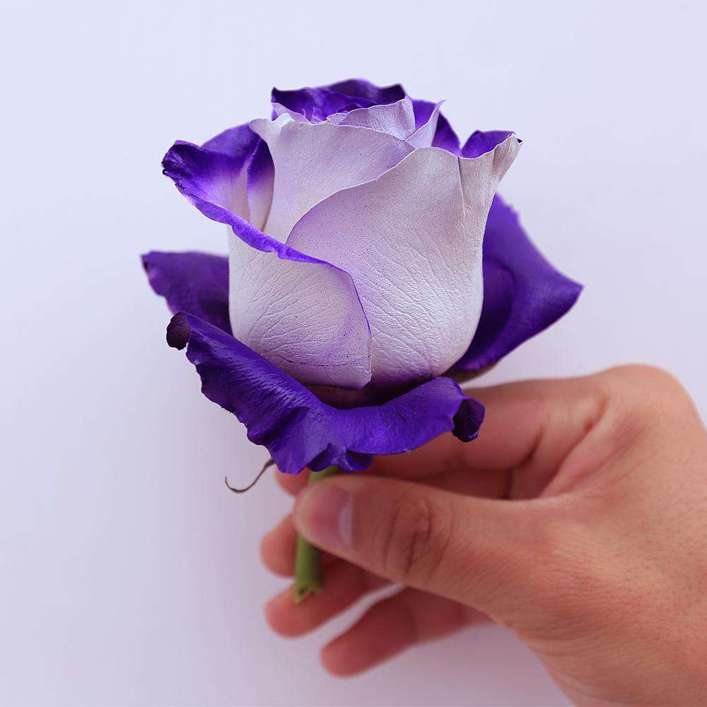 Vaughn Special Rose - Rosaholics