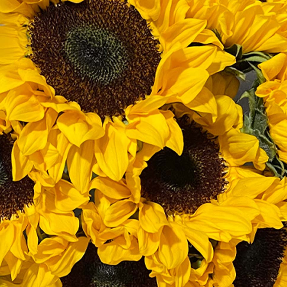 Close-up of sunflowers bouquet