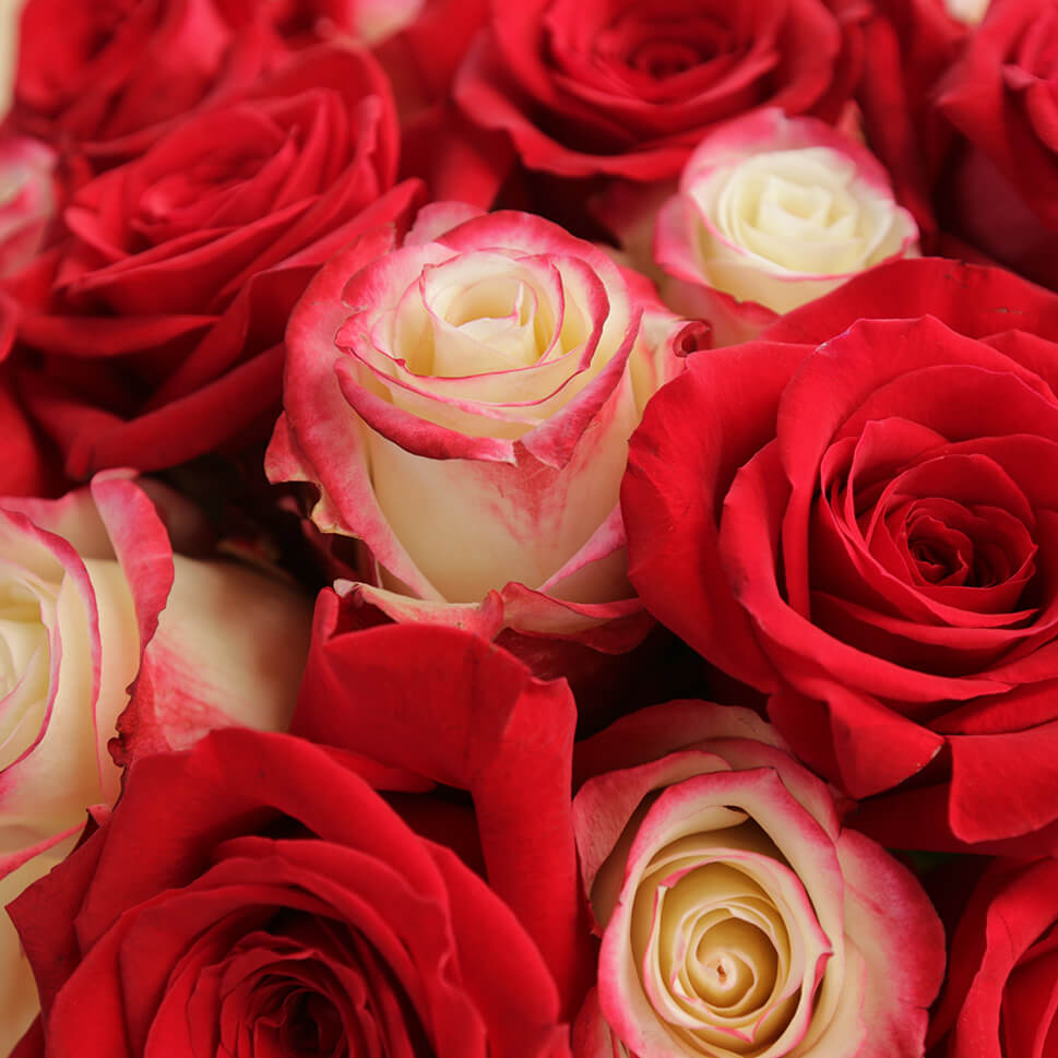 Close-up of Red and White Roses – Wild Spirit Bouquet by Rosaholics