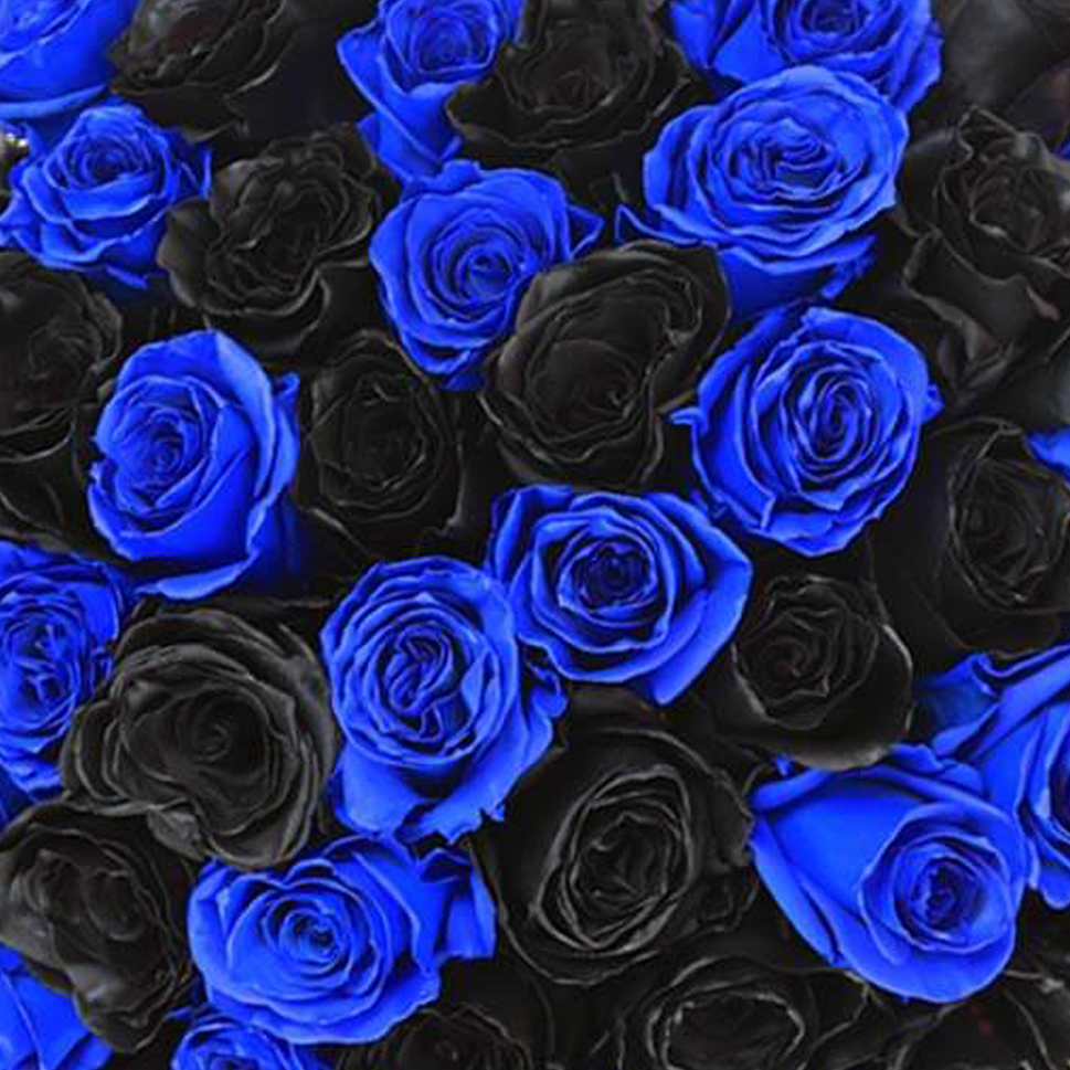Indigo Impact Roses Bouquet | Fresh Roses Delivery – Rosaholics