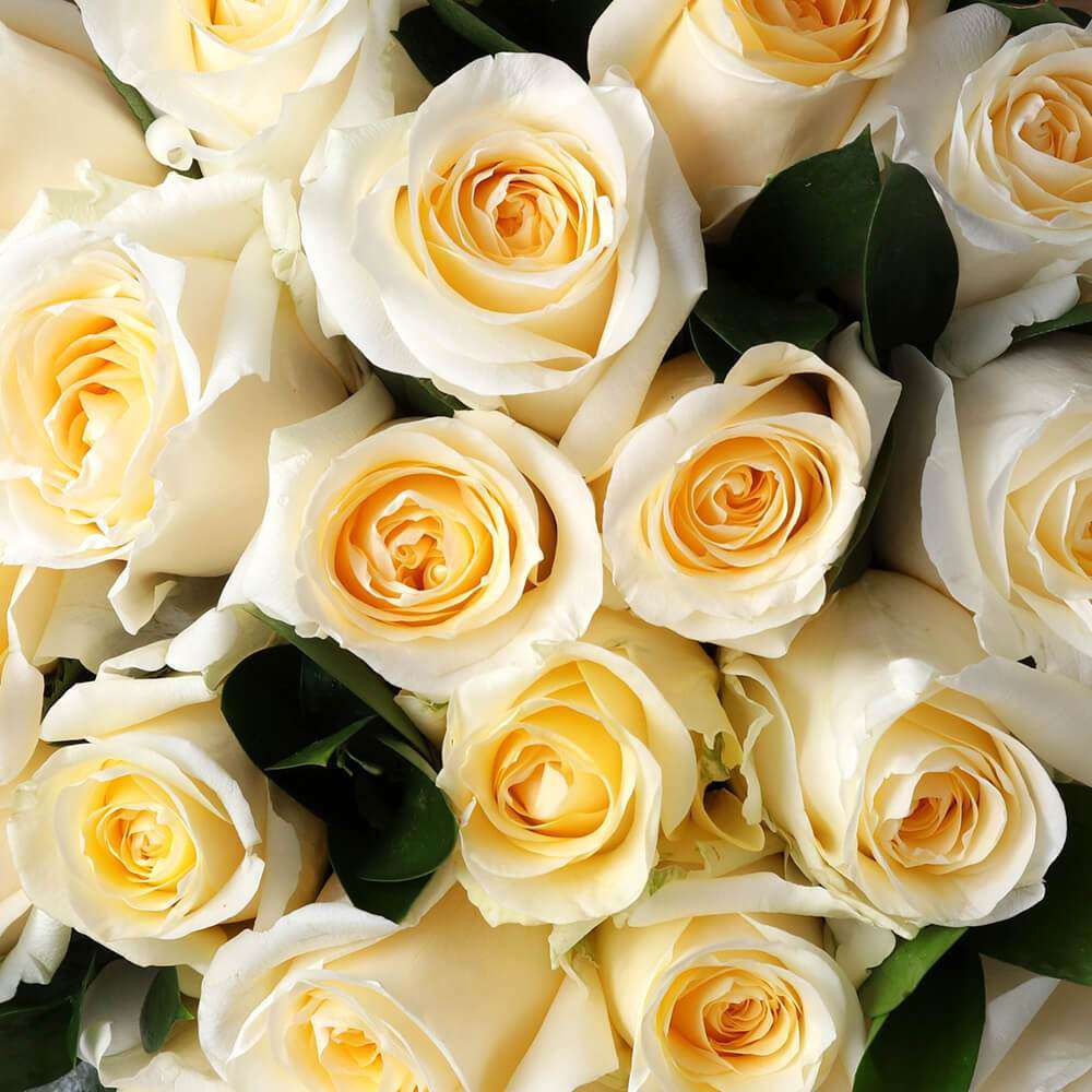 By color, by the dozen cream - Rosaholics
