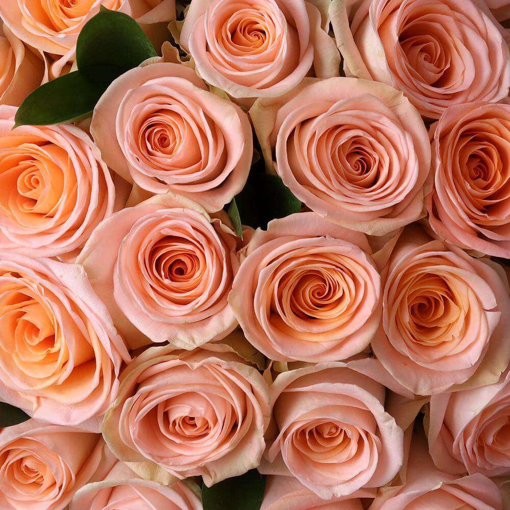 By color, by the dozen peach - Rosaholics