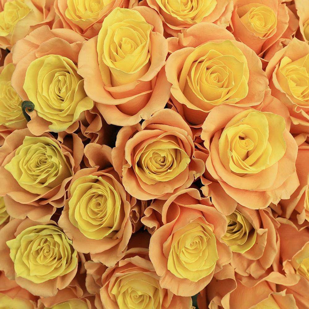 Sweet Melon Rose Bouquet Close - Rosaholics