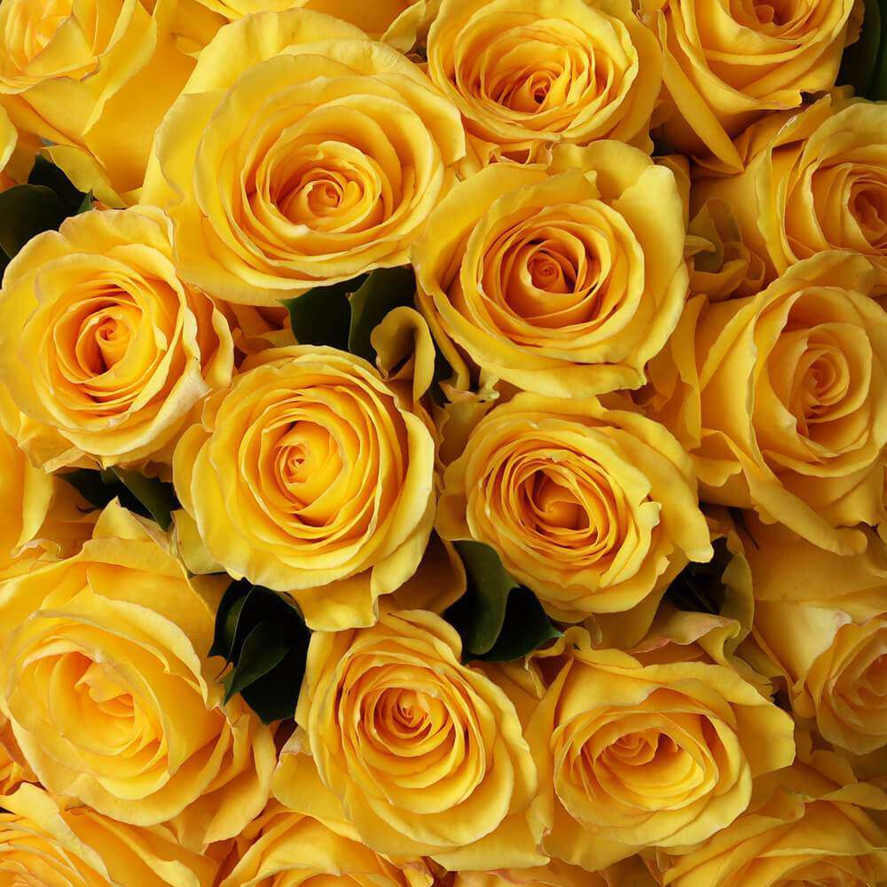 By color, by the dozen yellow - Rosaholics
